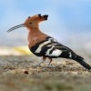 Dudek africky - Upupa epops africana - African hoopoe o8094
